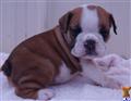 English Bulldog